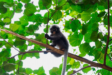 Dusky leaf monkey on a tree