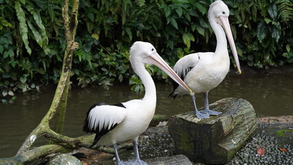 pelican in the water | Pelicans (genus Pelecanus) | 鵜鶘