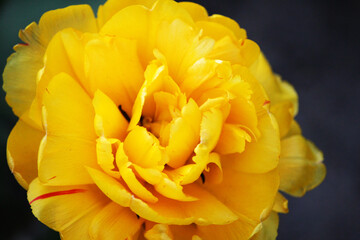 yellow tulip on a black background