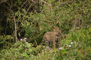 Jaguar, Pantanal, Brésil