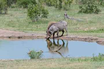 Fototapeta premium Warthog reflected in the water hole in the Masai Mara