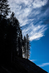 Obraz premium Pine trees silhouette against blue sky and white clouds.