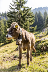 Allgäuer Kuh
