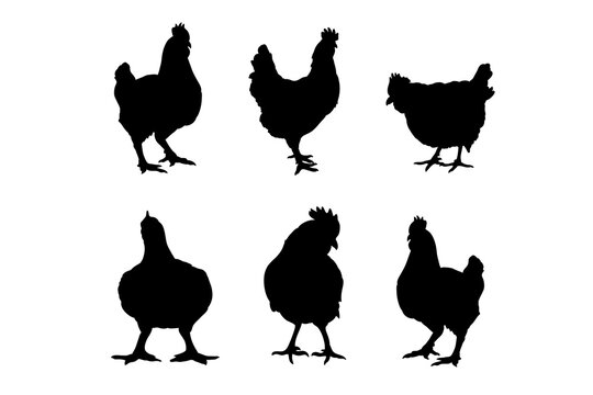 Set Of Silhouettes Of Broiler Roast Chicken Vector Design