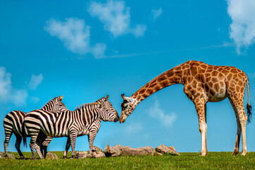 Naklejka premium Animal Kisses