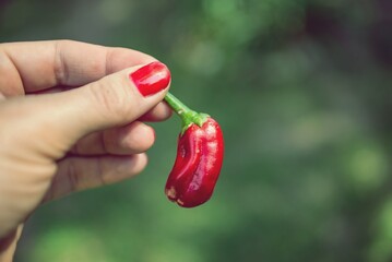 Mano de mujer sosteniendo un pequeño pimiento rojo