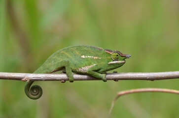 Caméléon vert, Madagascar