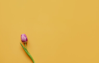 Minimal yellow background with a tulip, Easter and spring