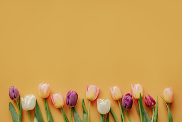 Yellow background with tulips, Easter and spring