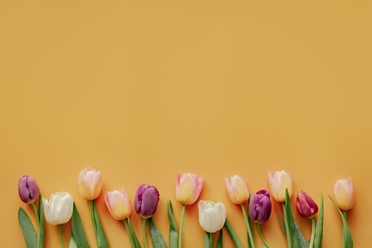 Tulip background deals