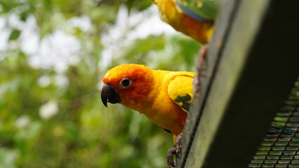 Sun Conure|Sun Parakeet|Aratinga solstitialis|金太陽錐尾鸚鵡|太阳锥尾鹦鹉