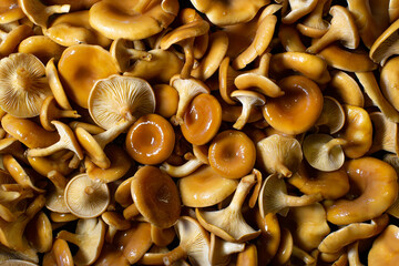 Forest young chanterelle mushrooms filled the entire space of the frame with their multitude. Very tasty and appetizing await pickling.