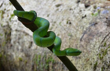 serpent, parc de Bako, Malaisie