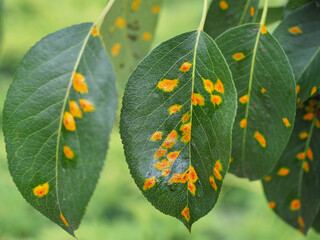 Fresh Pear tree leaves with Gymnosporangium sabinae or fuscum infestation. European Pear Rust is...