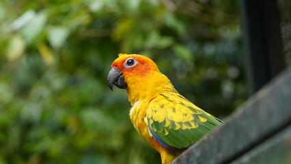Sun Conure|Sun Parakeet|Aratinga solstitialis|金太陽錐尾鸚鵡|太阳锥尾鹦鹉