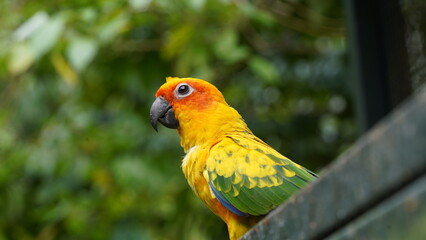 Sun Conure|Sun Parakeet|Aratinga solstitialis|金太陽錐尾鸚鵡|太阳锥尾鹦鹉