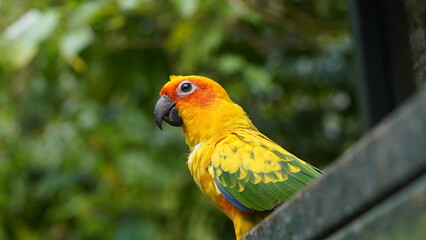 Sun Conure|Sun Parakeet|Aratinga solstitialis|金太陽錐尾鸚鵡|太阳锥尾鹦鹉