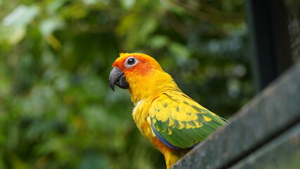 Sun Conure|Sun Parakeet|Aratinga solstitialis|金太陽錐尾鸚鵡|太阳锥尾鹦鹉