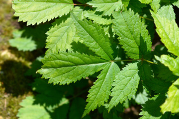 Grand astilbe leaves