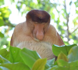 Nasique en pleine sieste, Malaisie