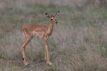 impala calf in the savannah