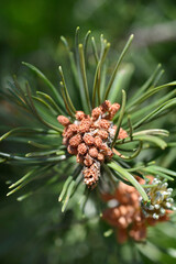 Dwarf mountain pine branch with flowers