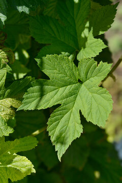 Common hop green leaves