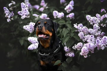 happy rottweiler dog posing by a lilac tree