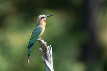 Bee-eater on a deadwood tree stump