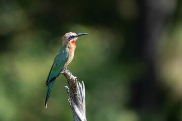 bee eater perched on branch