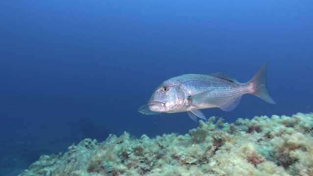 Dentex dentex fish close to the camera - Mediteranean Sea underwater life