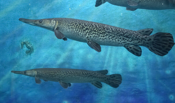 A Closeup picture of alligator gar breed of fishes in Aquarium