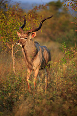 Kudu Bock