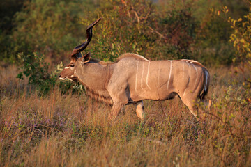 Kudu Bock