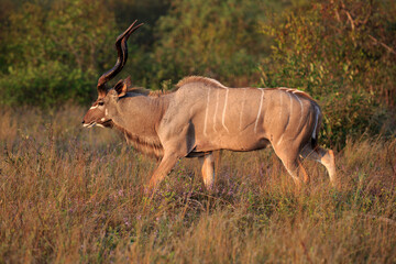 Kudu Bock