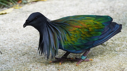 Caloenas nicobarica|Nicobar pigeon|绿蓑鸽|The Nicobar pigeon (Caloenas nicobarica) is a species of pigeon found on small islands and coastal regions from the Andaman