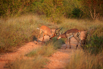 Impala Böcke