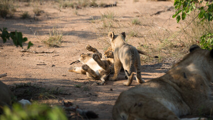 Fototapeta premium Löwenbabys beim Spielen