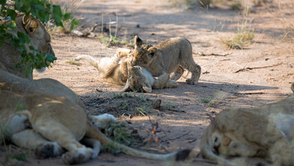 Löwenbabys beim Spielen
