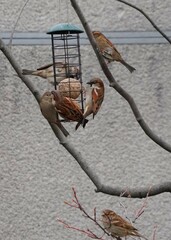 spider on the ground