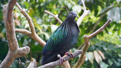 Caloenas nicobarica|Nicobar pigeon|绿蓑鸽