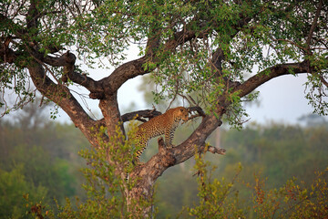 Leopard auf einem Baum