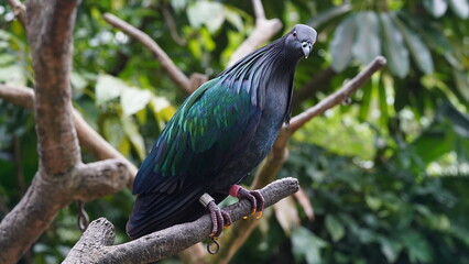 Caloenas nicobarica|Nicobar pigeon|绿蓑鸽