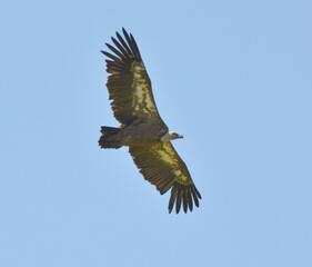 vautour fauve, Pyrénées