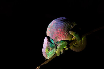 Chameleons of Madagascar: Parson's chameleon, Calumma parsonii, night photo of a multicoloured,...
