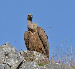 Vautour fauve, Pyrénées
