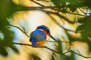 Madagascar birding: Madagascar kingfisher, Corythornis vintsioides, the aquatic blue-green shining kingfisher, illuminated by sun, sitting on branch, surrounded by green foliage.