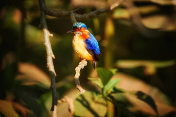 Madagascar birding: Malagasy kingfisher, Corythornis vintsioides, the aquatic blue-green shining kingfisher, surrounded by green vegetation, illuminated by sun, sitting on branch above water.