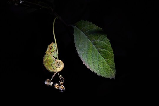 Chameleons of Madagascar: small Parson's chameleon, Calumma parsonii, night photo of a greenish chameleon isolated on a black background, tail curved into circles.