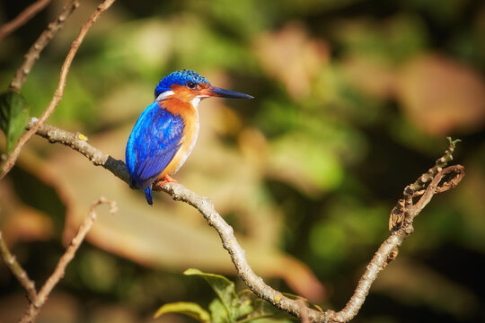 Madagascar birding: Malagasy kingfisher, Corythornis vintsioides, the aquatic blue-green shining kingfisher, surrounded by green vegetation, illuminated by sun, sitting on branch above water.